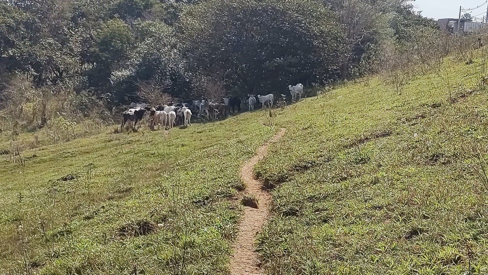 Fiscalização constatou a presença irregular de gado em parque ecológico — Foto: Polícia Militar Ambiental