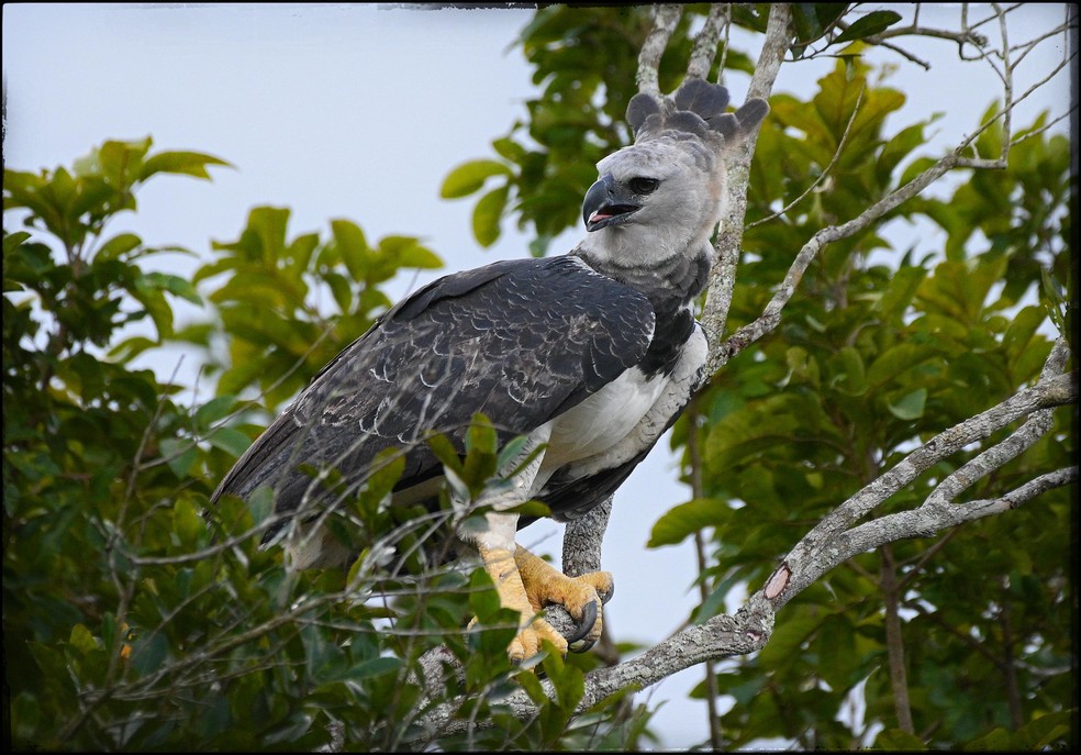 A chegada de um novo exemplar, mesmo em cativeiro, pode ser suficiente para provocar uma reação das aves dominantes na região — Foto: José Roberto Guido Mendez/Reserva Ecológica Cunhataí Porã