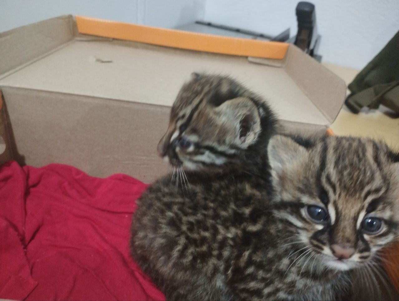 Filhotes de jaguatirica são resgatados após serem encontrados em vala por agricultor no RS