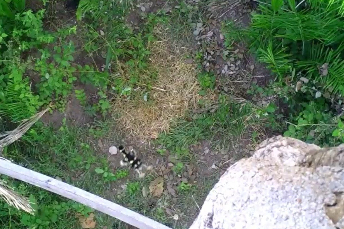 Filhotes de marreca nascem em ninho de araras e saltam de árvore de mais de seis metros no Pantanal; veja vídeo