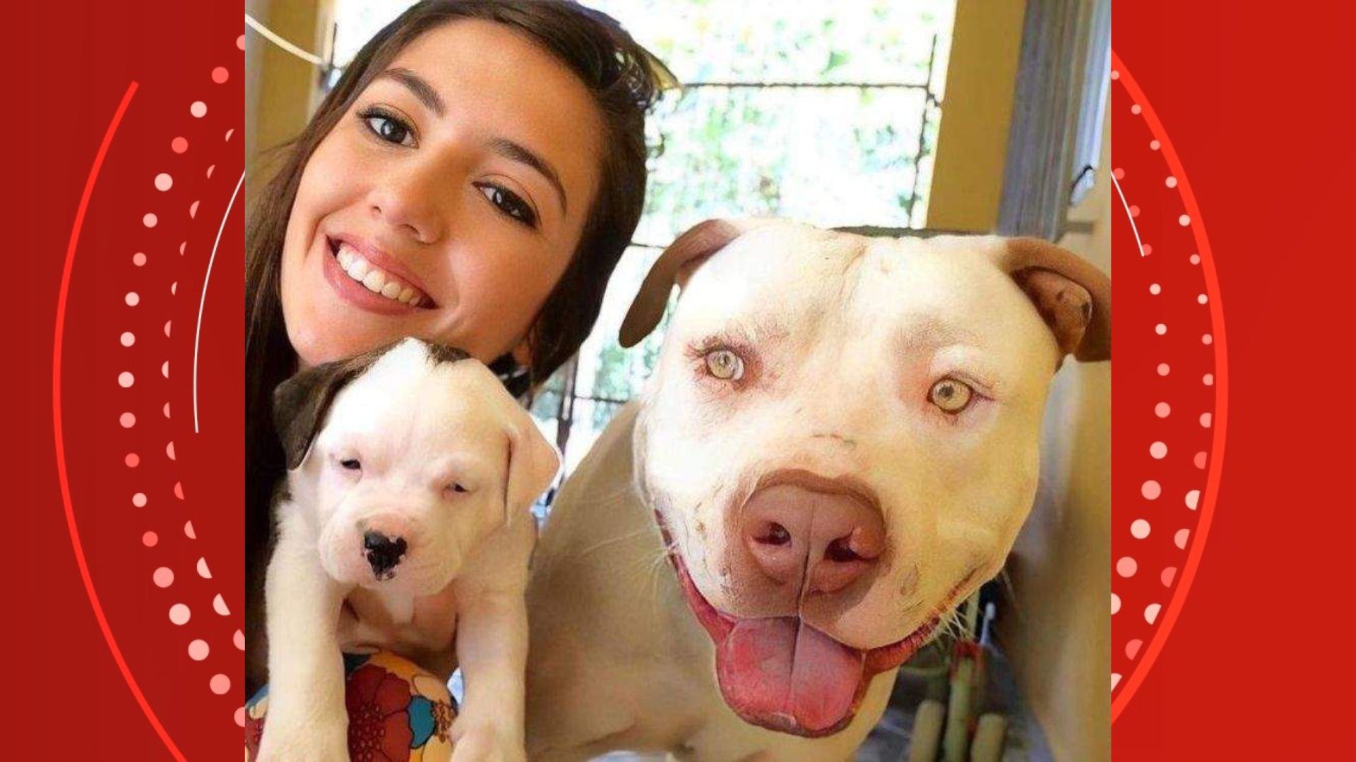 Pitbull de influencer morre envenenado e tutores suspeitam de soda cáustica em carne jogada no quintal no ES