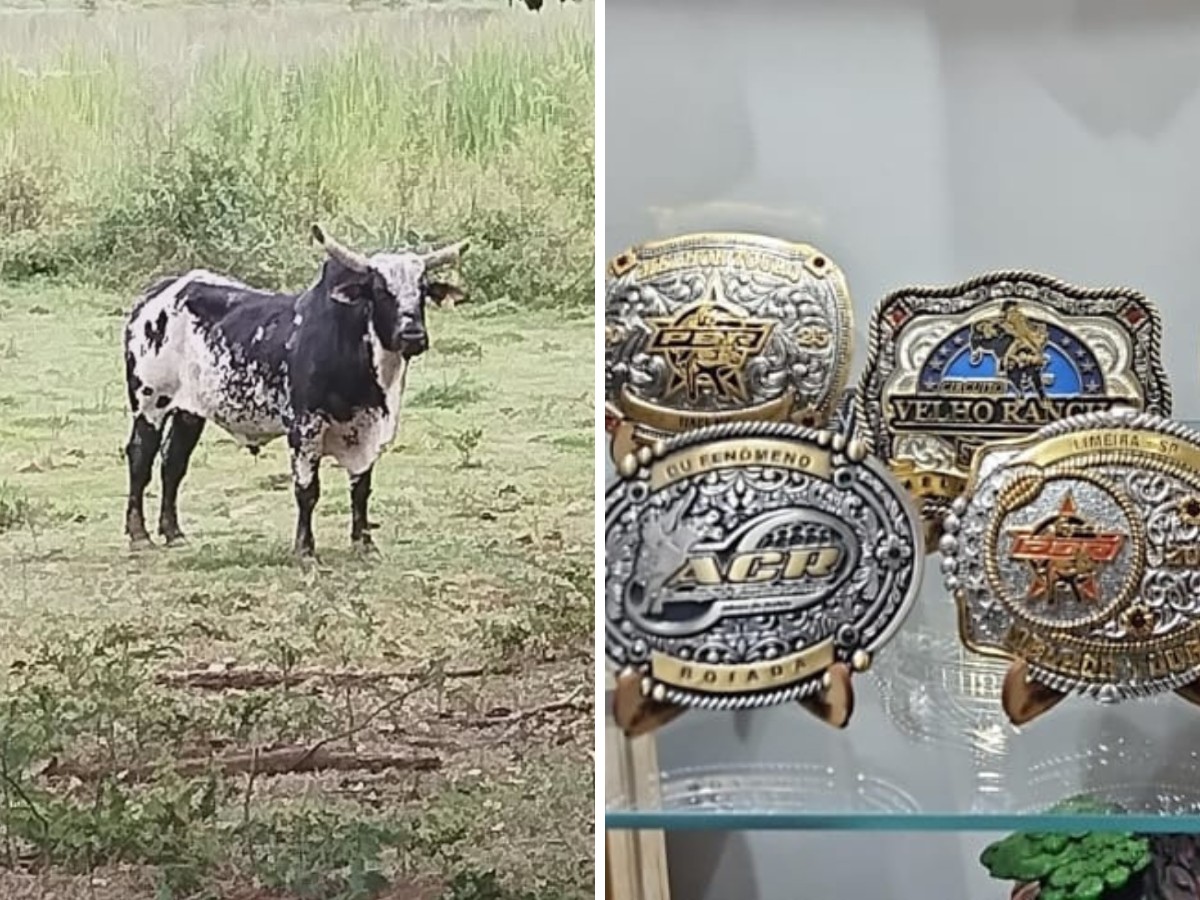 Operação contra lavagem de dinheiro do PCC: polícia apreende dinheiro, cavalos e 3º touro melhor ranqueado em rodeios do Brasil