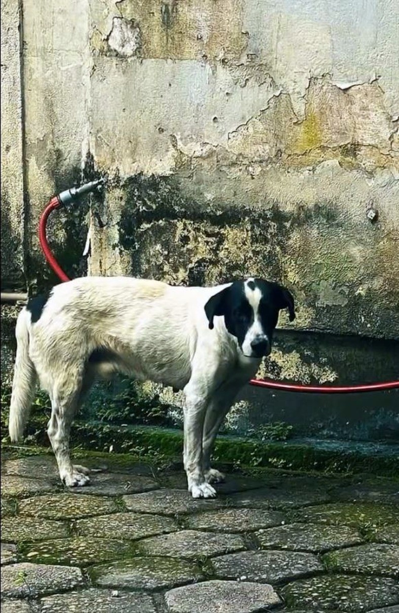 Quatro cachorros em situação de maus-tratos são resgatados em Volta Redonda
