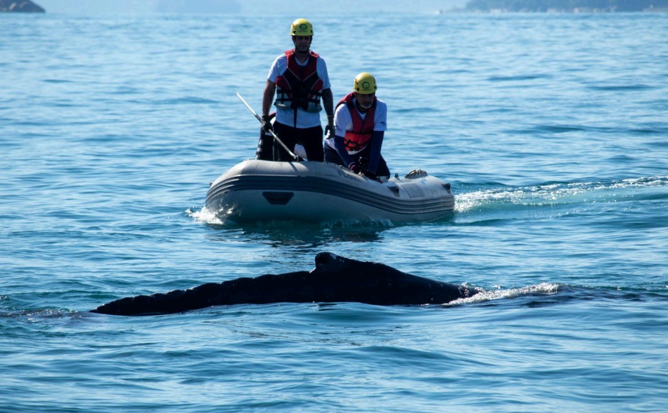 Baleia-jubarte resgatada novamente em Ubatuba