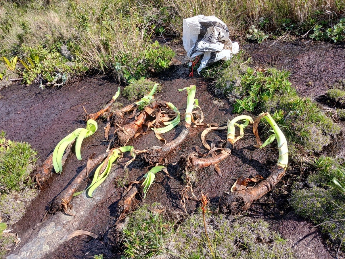 Planta rara ameaçada de extinção é resgatada em trilha de Petrópolis