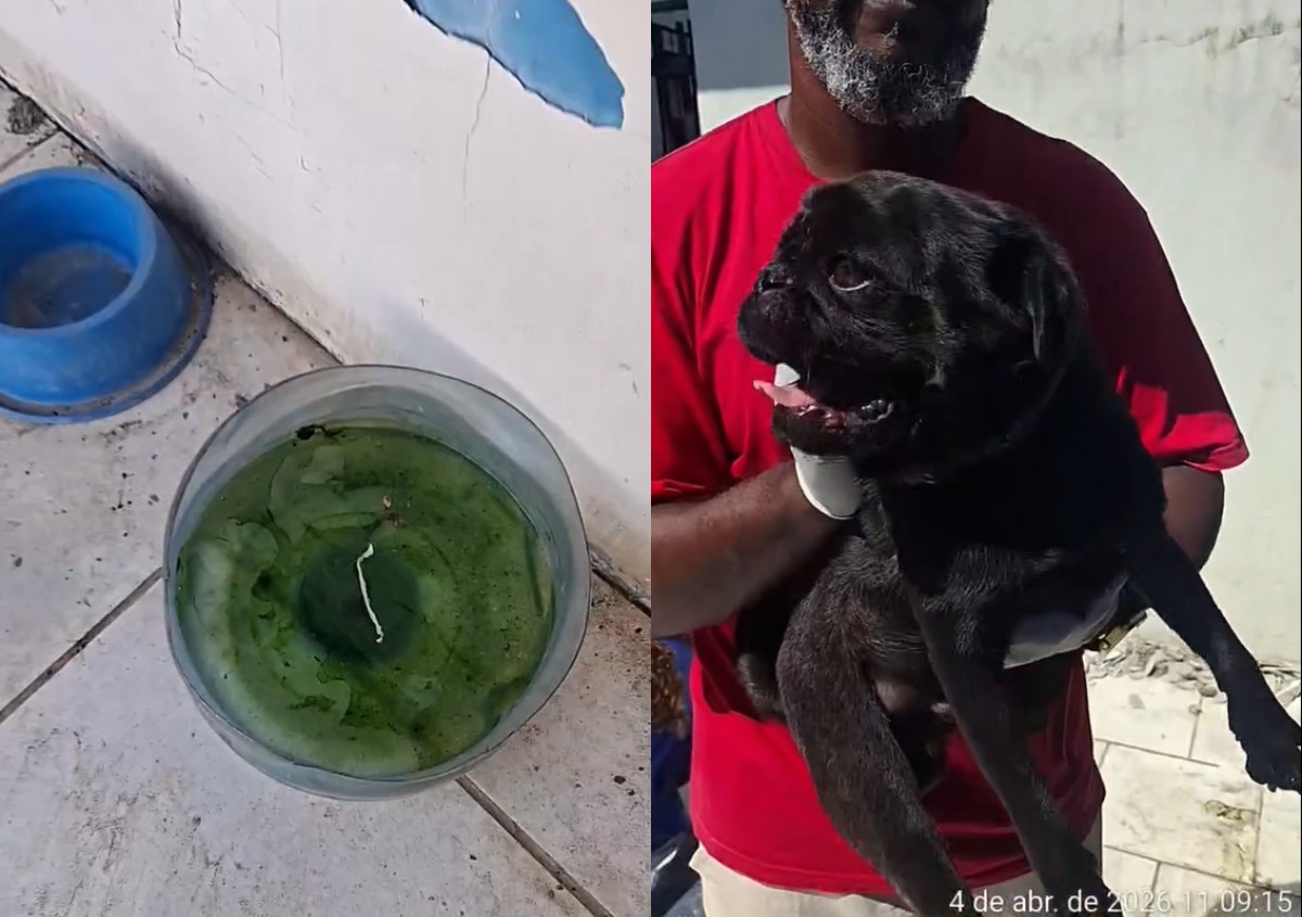 Cão 'pug' é encontrado morto e outros dois são resgatados sem comida após abandono em casa em SC