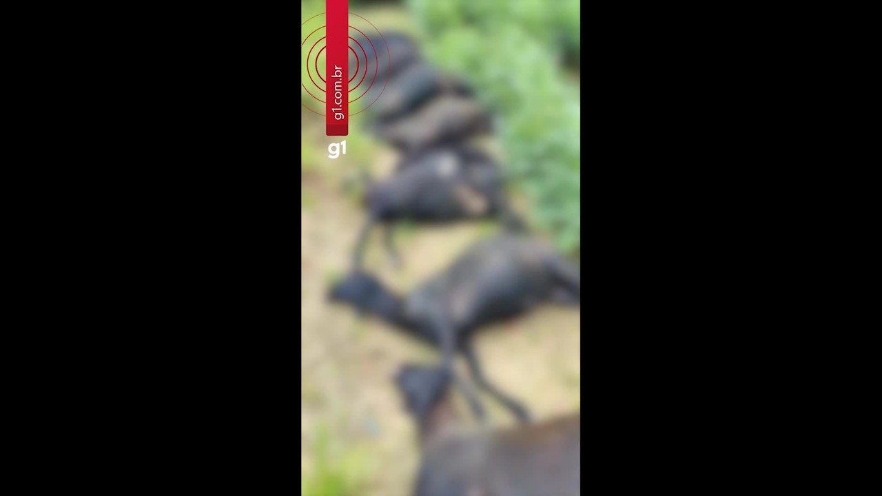 Produtora rural registra ocorrência após morte de mais de 20 carneiros atropelados em Mojuí dos Campos