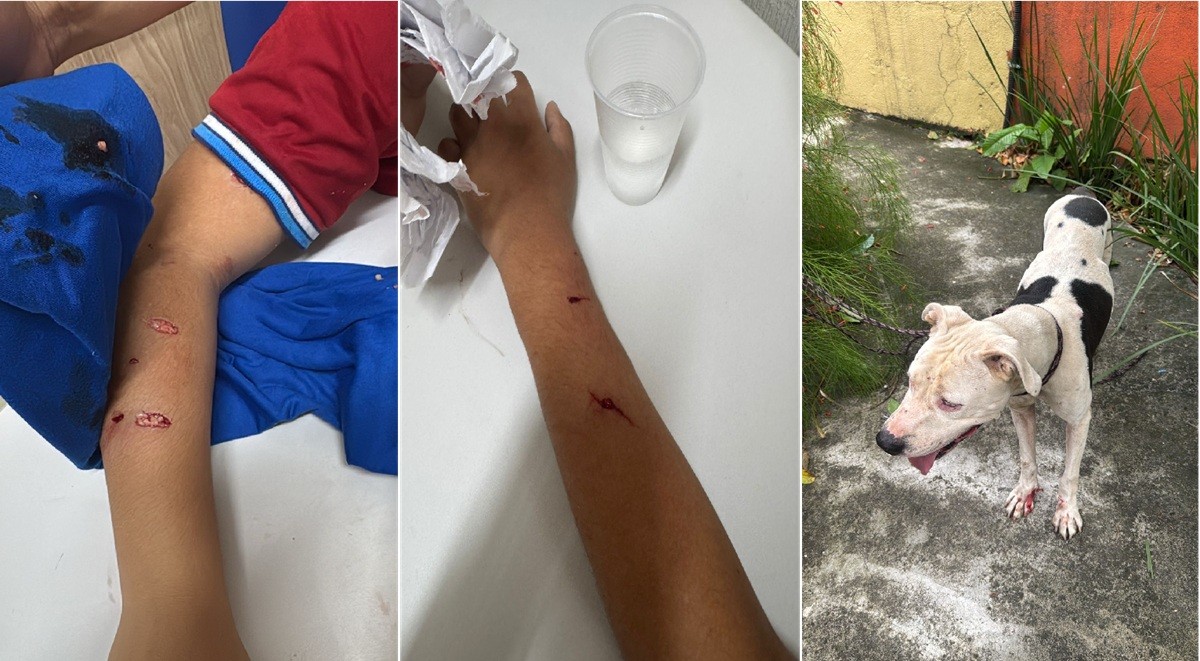 Cão invade escola e ataca alunos em Maricá 