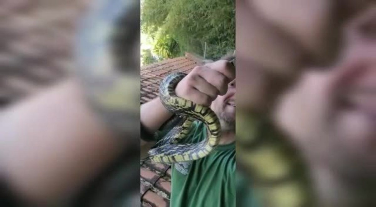 Vídeo mostra cobra caninana que sempre volta na mesma casa; 'a gente até já  acostumou' – Metro World News Brasil