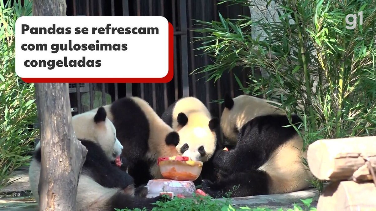 Qual seria seu bolo de panda(feminino)