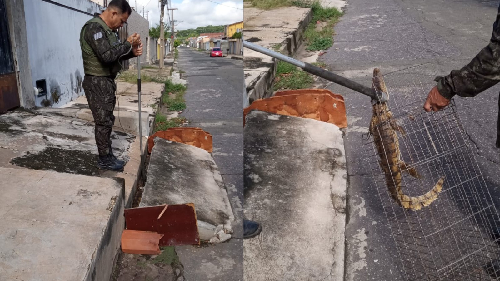 Filhote de jacaré é resgatado de esgoto em Teresina; moradores improvisaram isolamento 