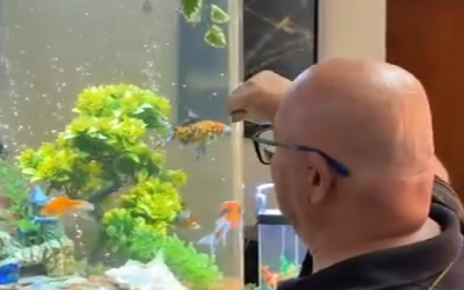 Peixes ganham espaço como animais de estimação no interior de SP; especialistas alertam para os cuidados