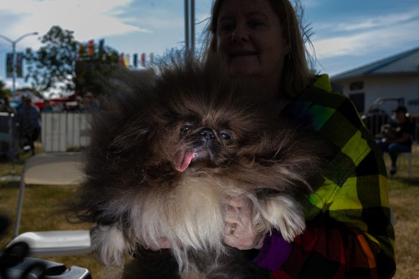 Competição do cachorro mais feio do mundo está com inscrições abertas para  2023