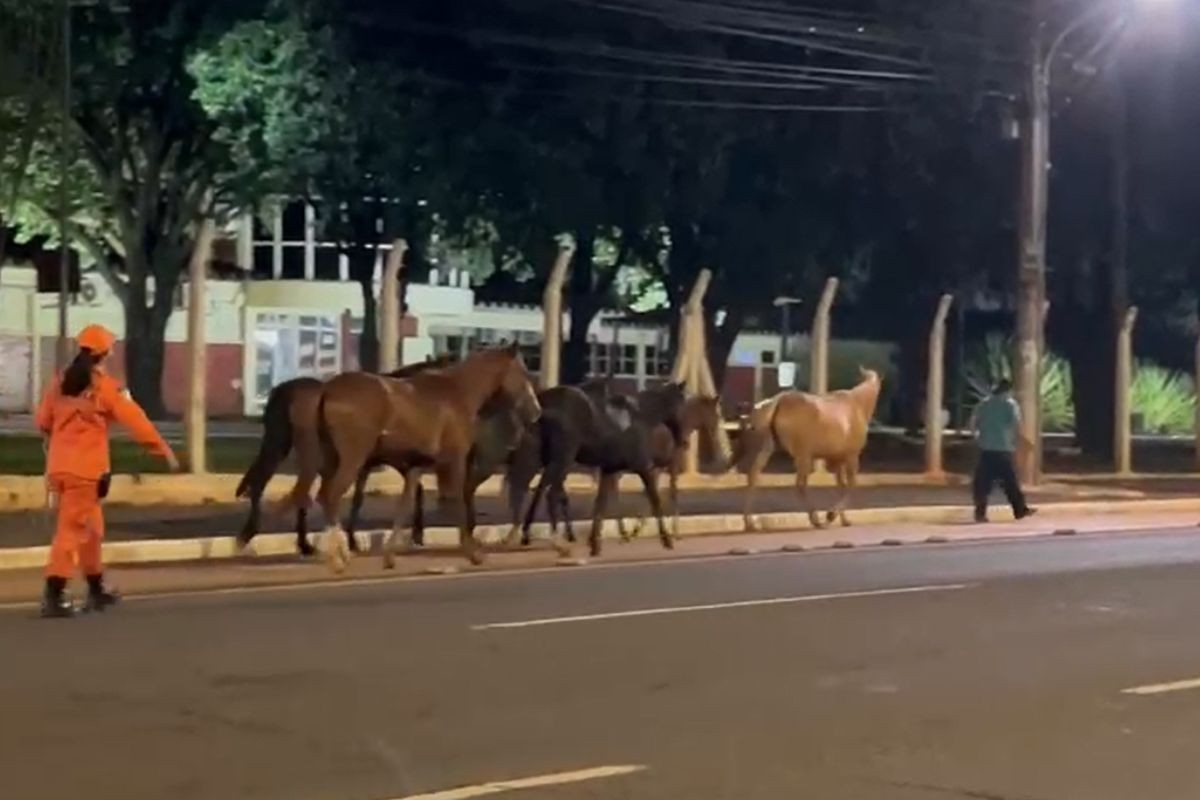 Seis cavalos soltos são resgatados de via pública em avenida de Campo Grande