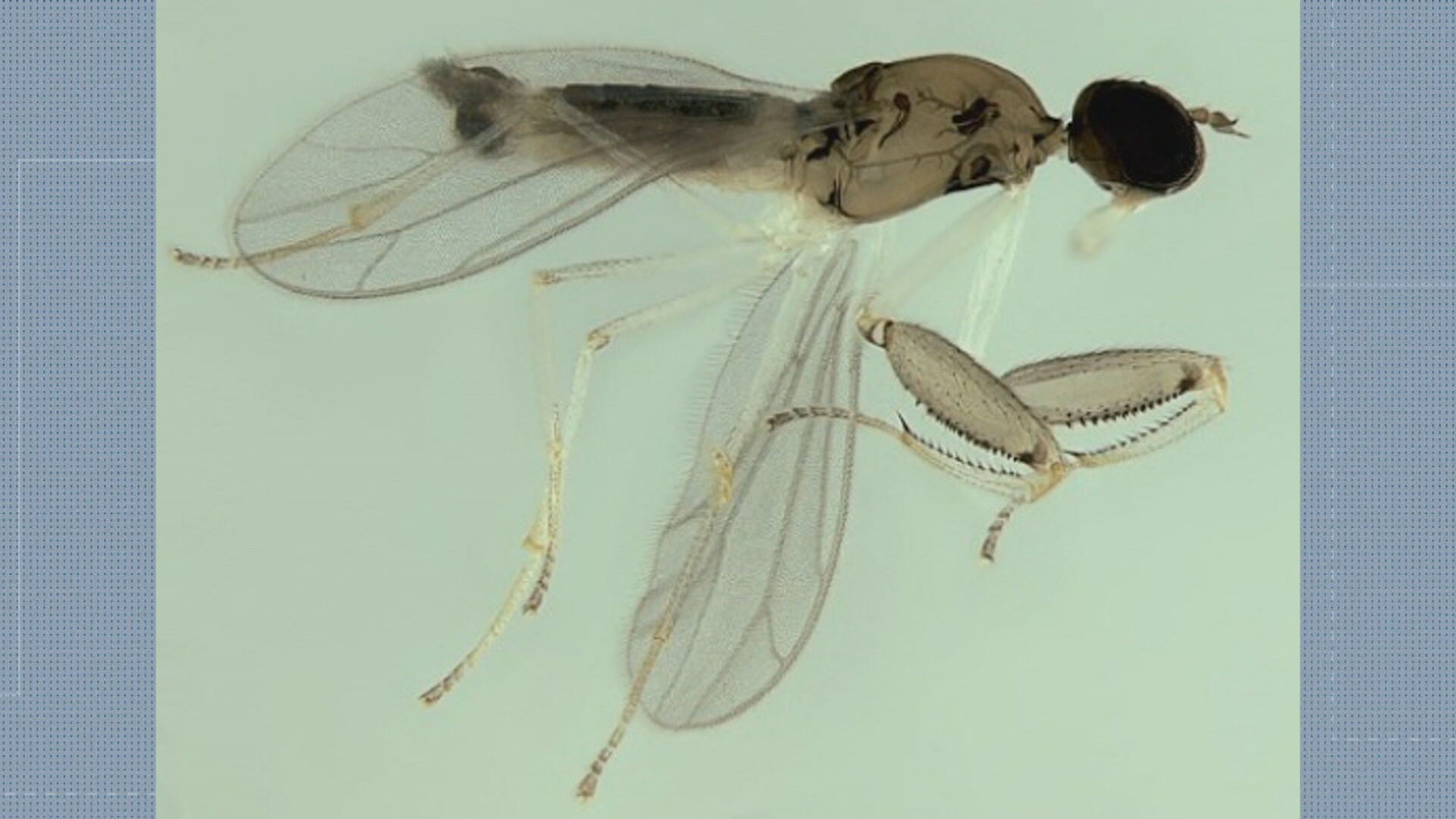 Cientistas descobrem nova espécie de mosca em parque da Zona Oeste do Rio