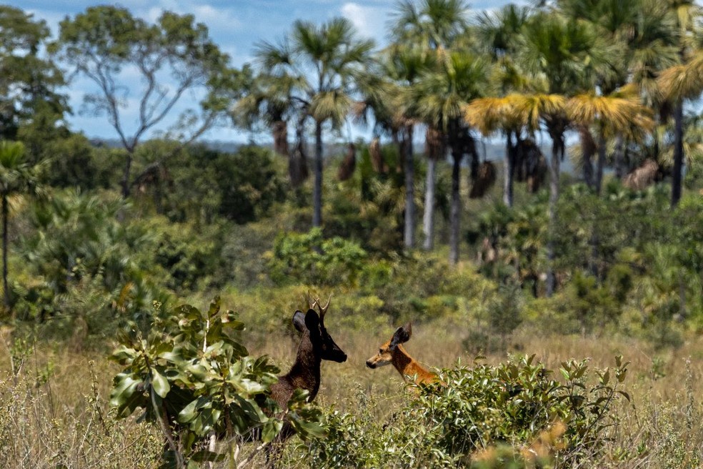 Veado preto e marrom juntos no Pantanal &mdash; Foto: Taile Emanuele/On&ccedil;afari