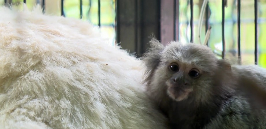 Um sagui é resgatado por dia na cidade de SP, aponta prefeitura