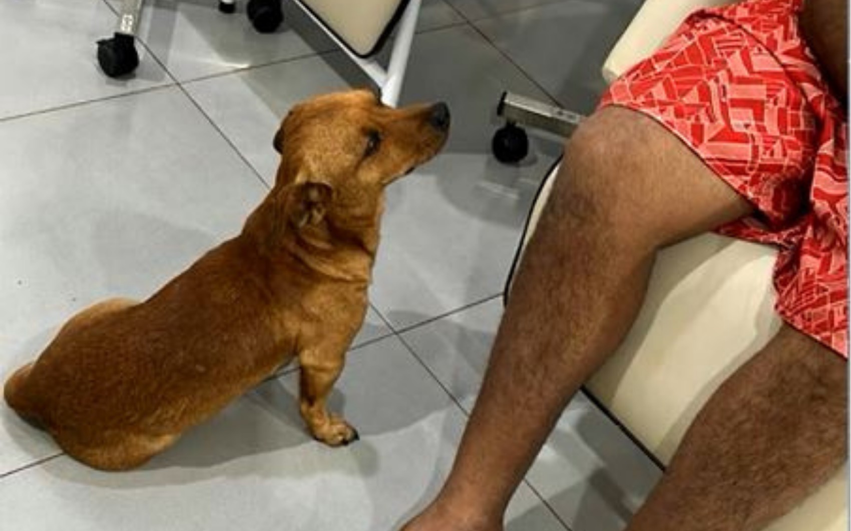 Caramelo que acompanhou tutor em ambulância ficou ao lado dele até a chegada do socorro, diz Samu