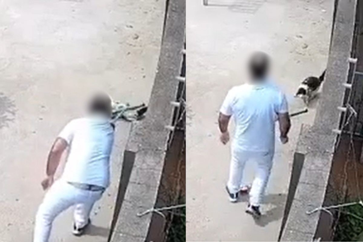 VÍDEO: homem agride gato com rodo no interior de SP; animal passará por cirurgia 