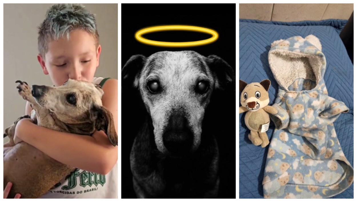 Morre cão ‘vovô’ de 18 anos que viralizou com homenagem de tutor em aniversário no interior de SP