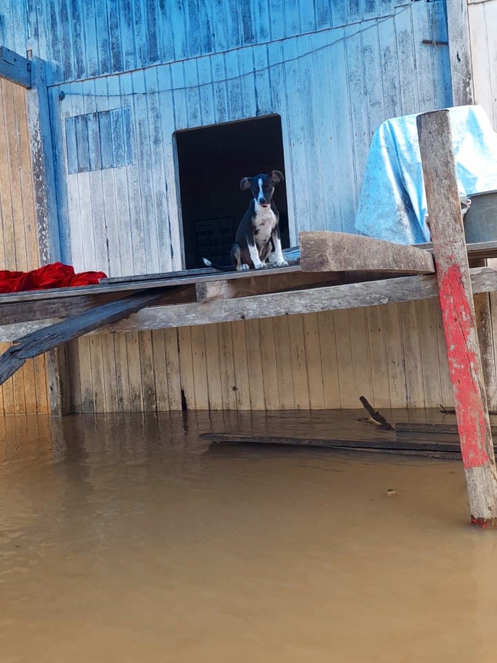 Cão se abrigando em casa submersa — Foto: Helia Menezes