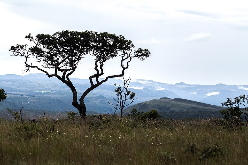 Da flor ao bioma: estudo explica como a polinização conecta as paisagens do Cerrado