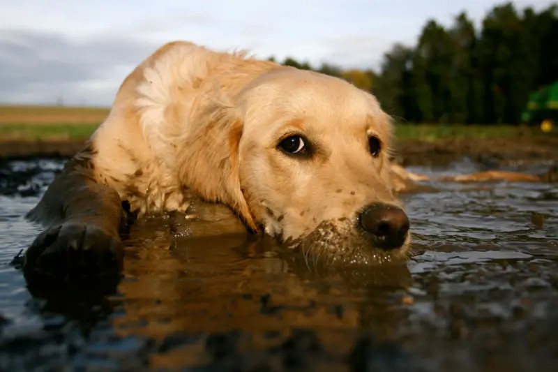 Como pets melhoram nossa imunidade