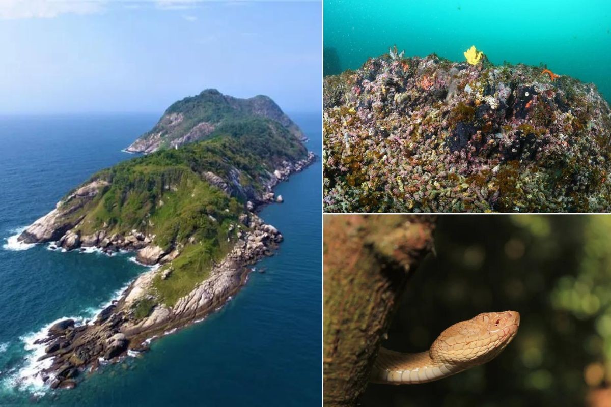Arrecife de corais próximo à ilha com a  2ª maior densidade de serpentes do mundo está saudável, revela pesquisa