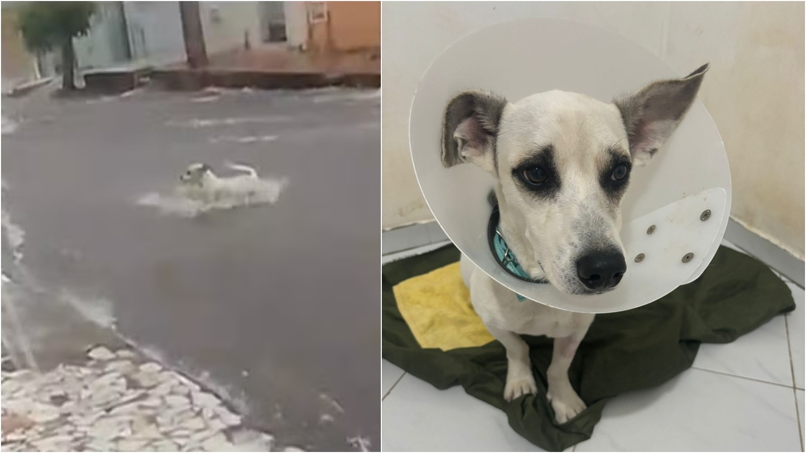 Cão arrastado por correnteza durante forte chuva no Ceará está em processo de adoção