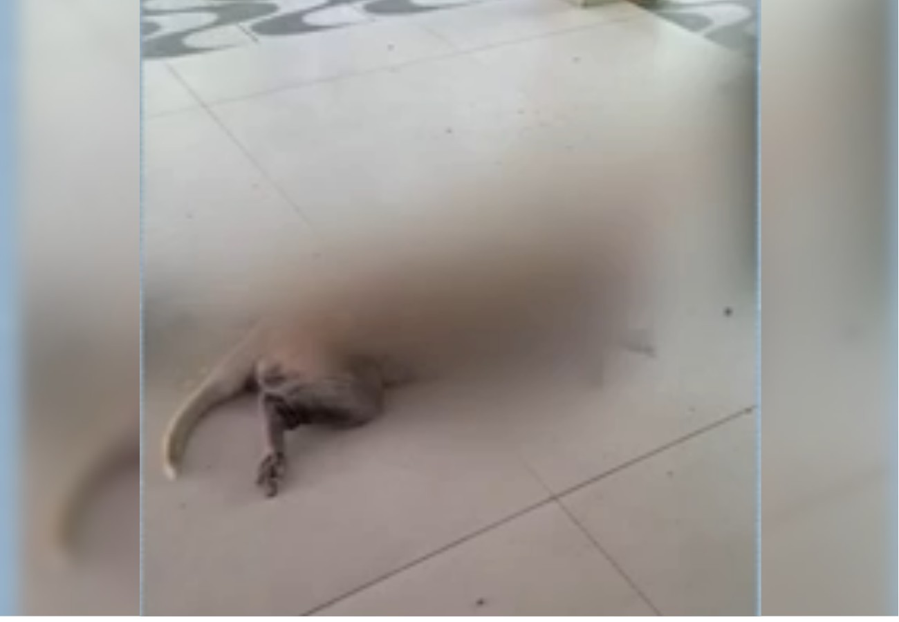 Cadela é morta a facadas durante roubo e criminoso foge levando caminhonete