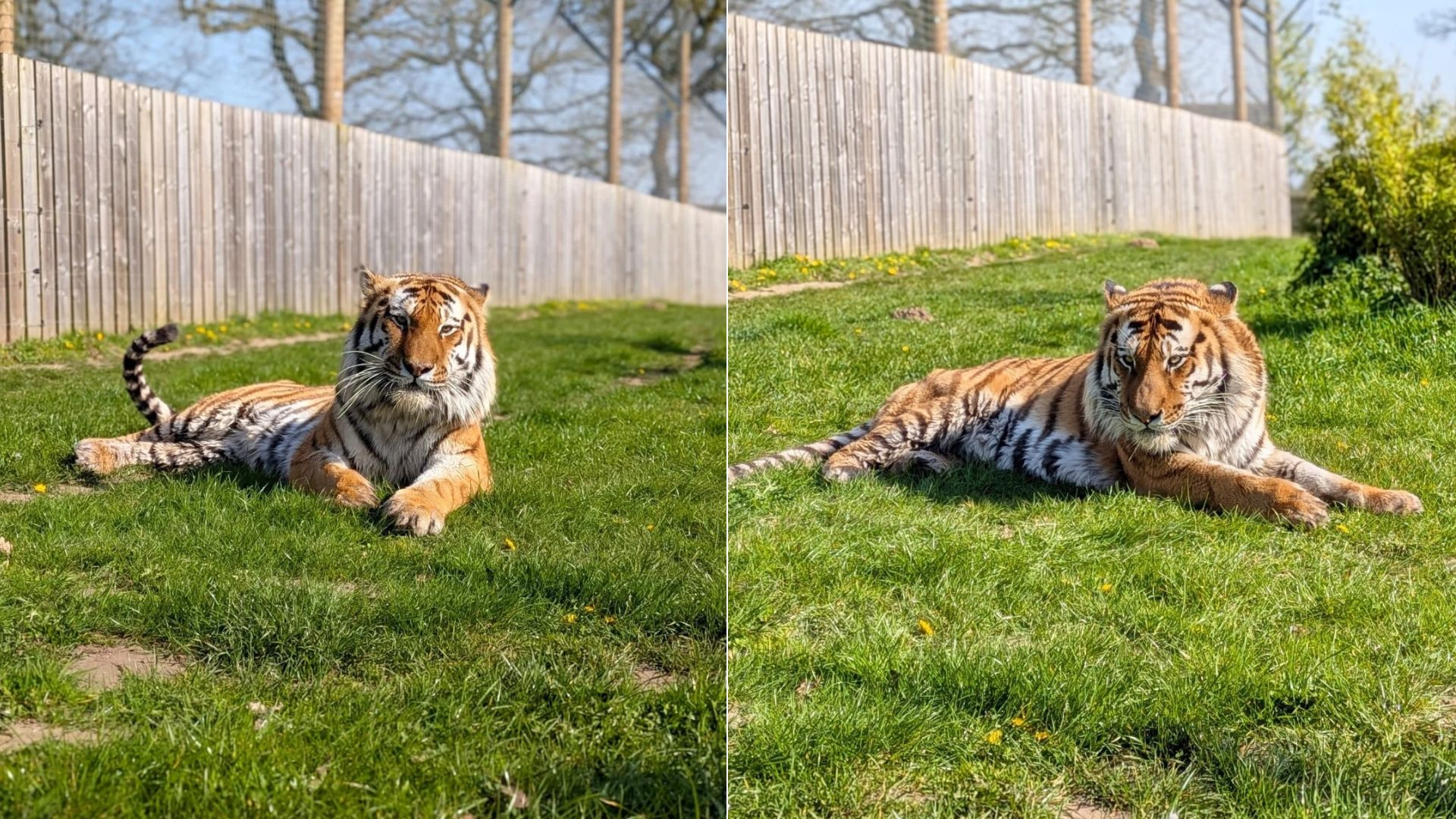 Homem morre após entrar em jaula de tigre em zoológico no Reino Unido