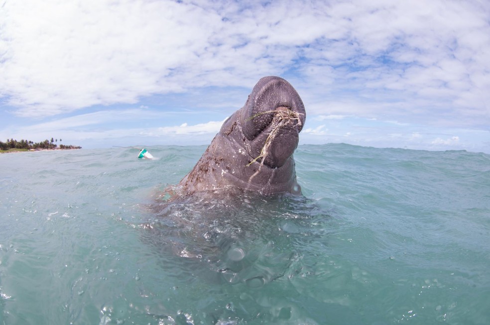 Peixe-boi Astro — Foto: Acioli/Acervo FMA