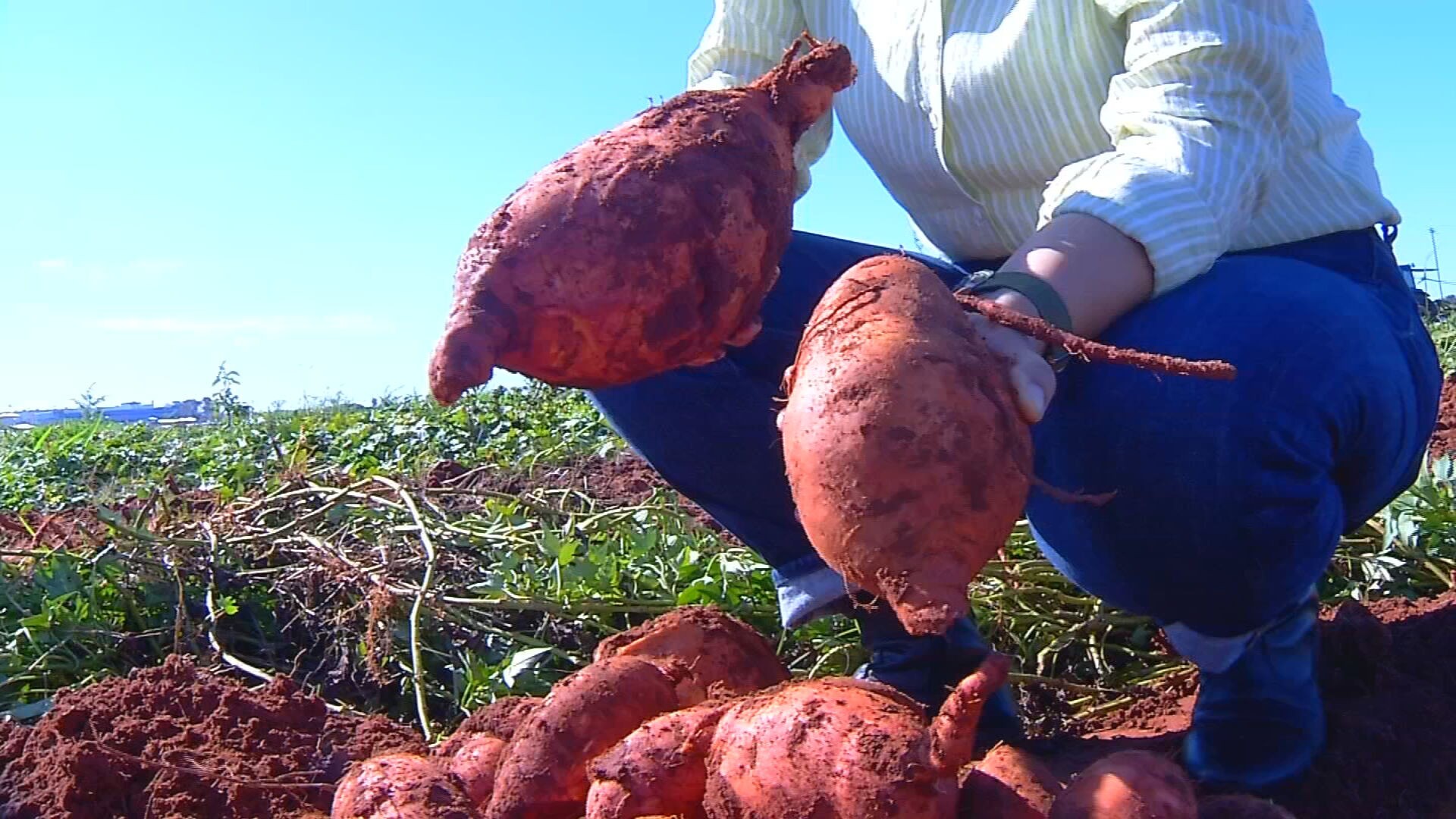 IAC desenvolve batata-doce que produz 4 vezes mais e tem 'superdose' de vitamina A