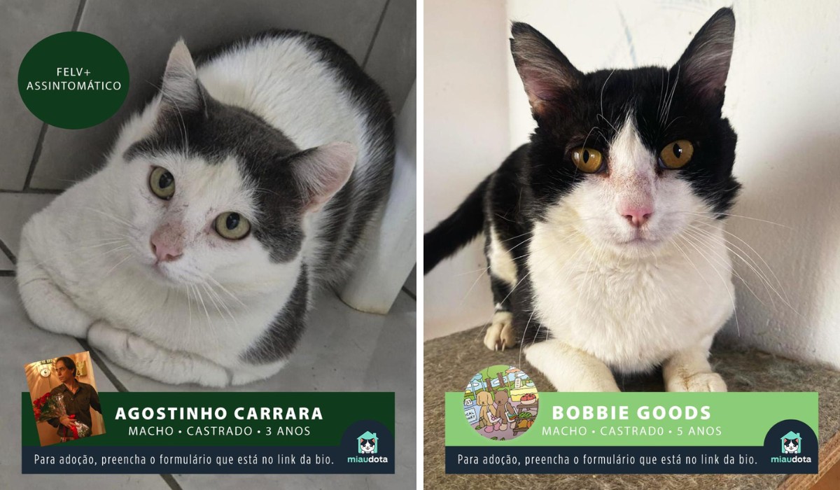 Wegovy, Mitocôndria e Tarja Preta: gatos para adoção no interior de SP conquistam a web com nomes curiosos