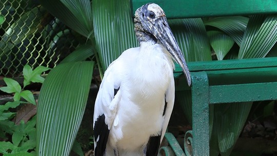 Quem era 'cabeça seca', ave que viveu 40 anos no Parque Zoobotânico mais antigo do Brasil - Foto: (Museu Emílio Goeldi)