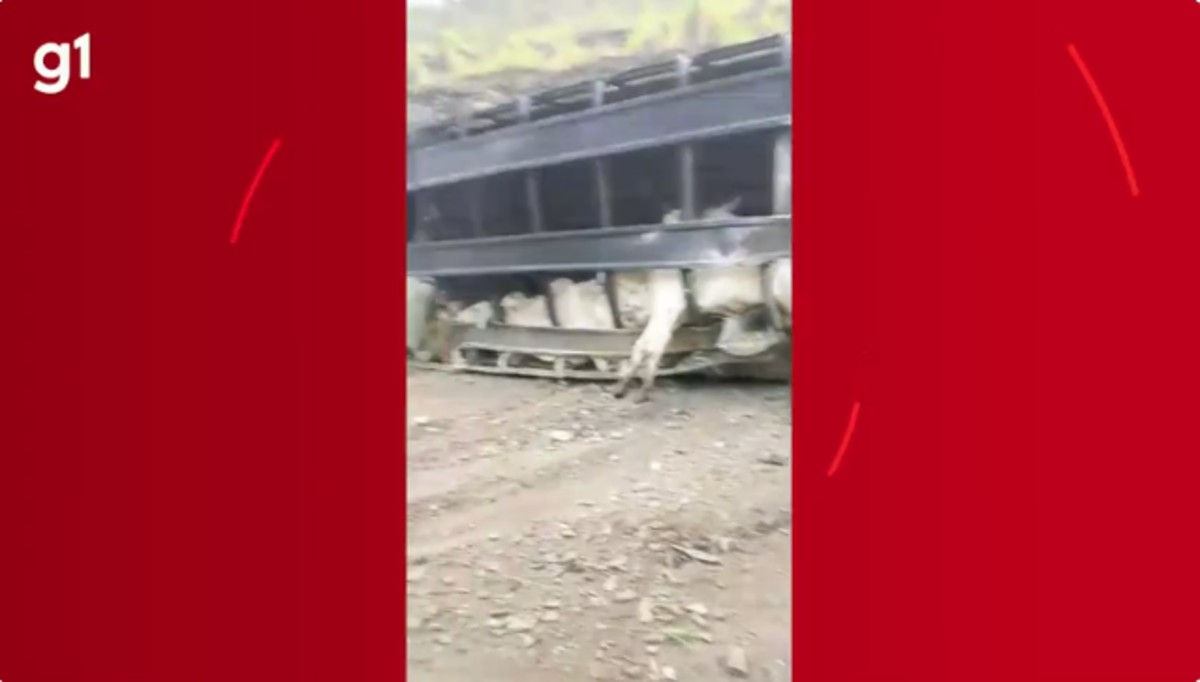 Carreta com 74 bovinos tomba na BR-365 e 39 animais são furtados