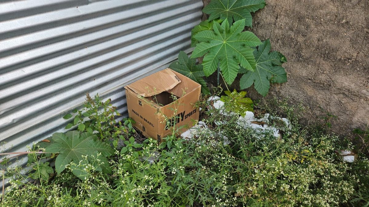 Recém-nascido é resgatado ainda com a placenta em caixa de papelão em MG