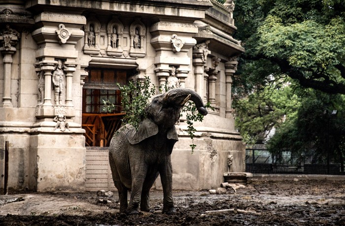 Pupy será a primeira elefanta africana no santuário em Chapada dos Guimarães. — Foto: SEB