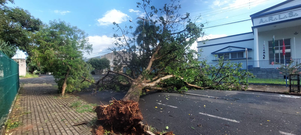 Forte temporal com ventania em Rio Preto causa queda de árvores e muros