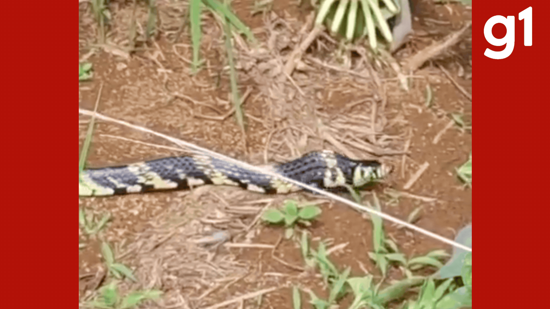 VÍDEO: cobra caninana de mais de 1 metro é contida por funcionários em empresa agrícola na BR-070 em MT