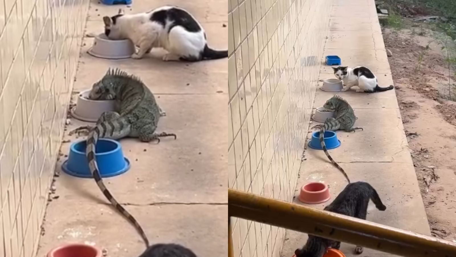 Iguana é flagrada dividindo ração com gatos em universidade no Piauí