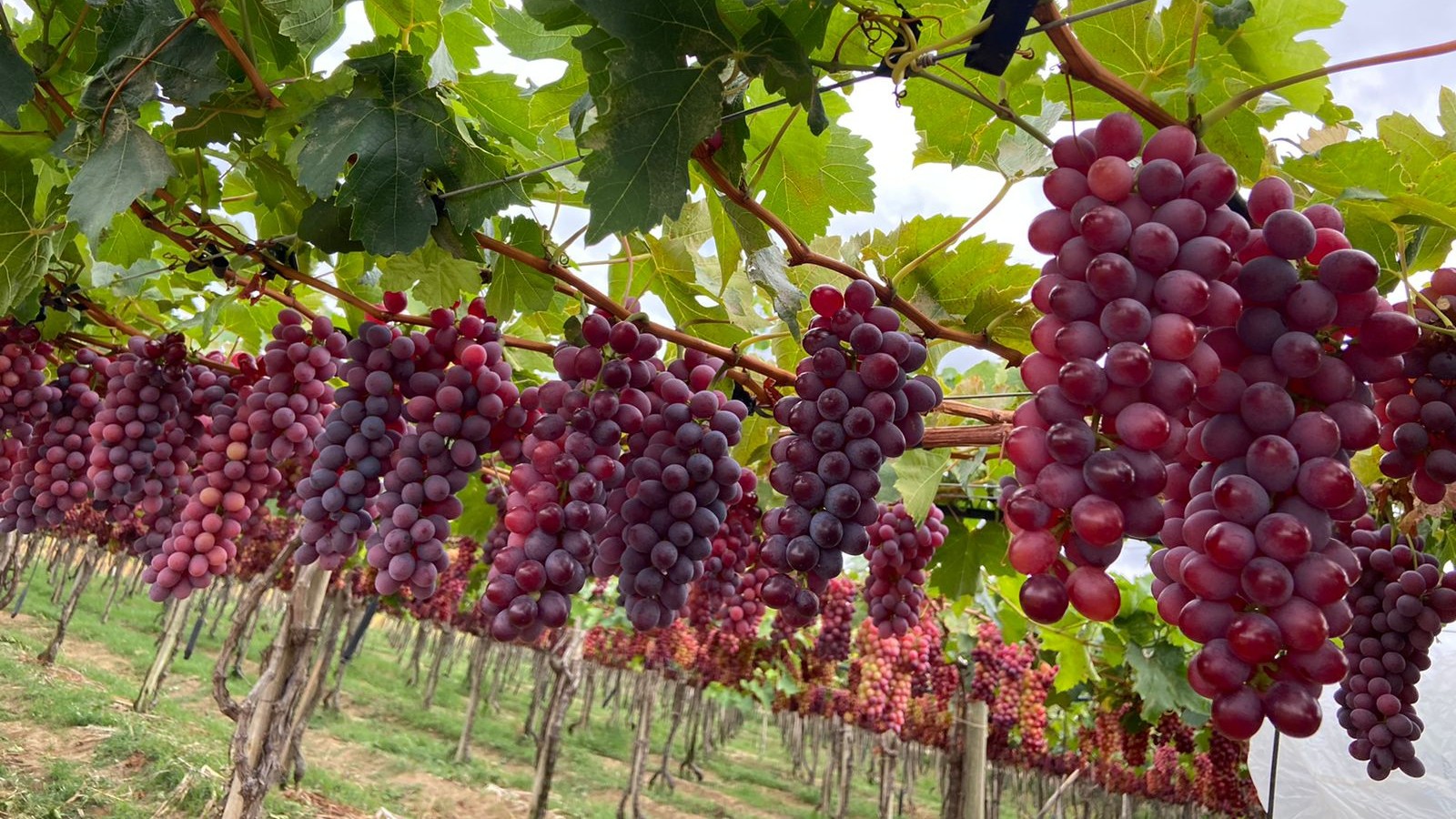 Práticas culturais e nutrição adequadas auxiliam no controle da cigarrinha