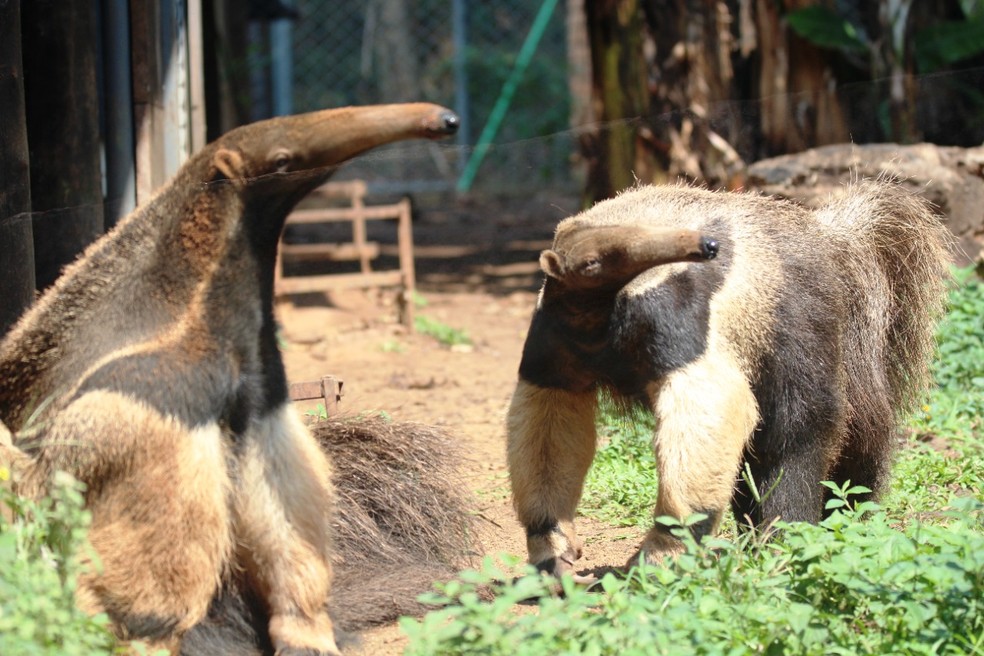 Tamanduá-bandeira  no Zoo de Bauru — Foto: Wilson Jardim/Zoo de Bauru/Arquivo