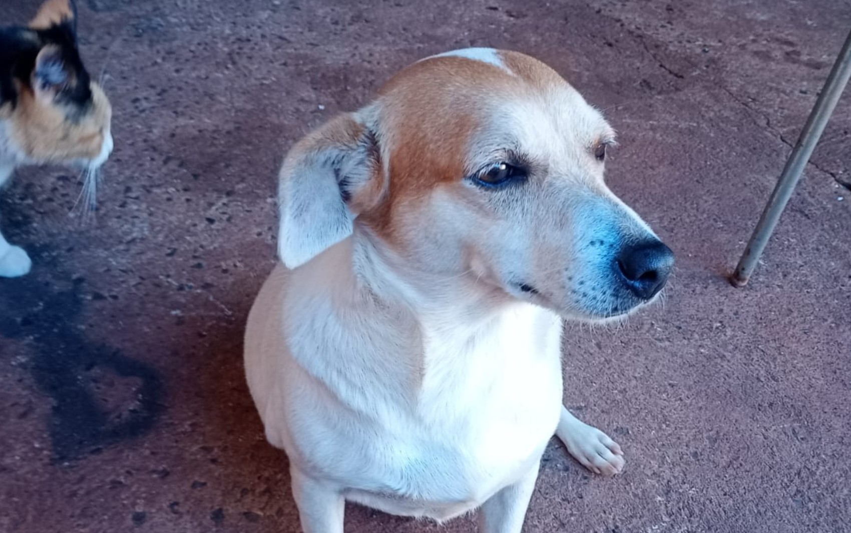 Polícia investiga se cachorra foi atropelada e morta de propósito no interior de SP; VÍDEO