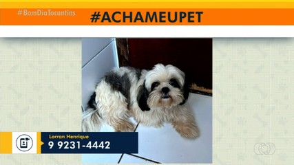 Tutor pede ajuda para localizar cachorrinho em Palmas