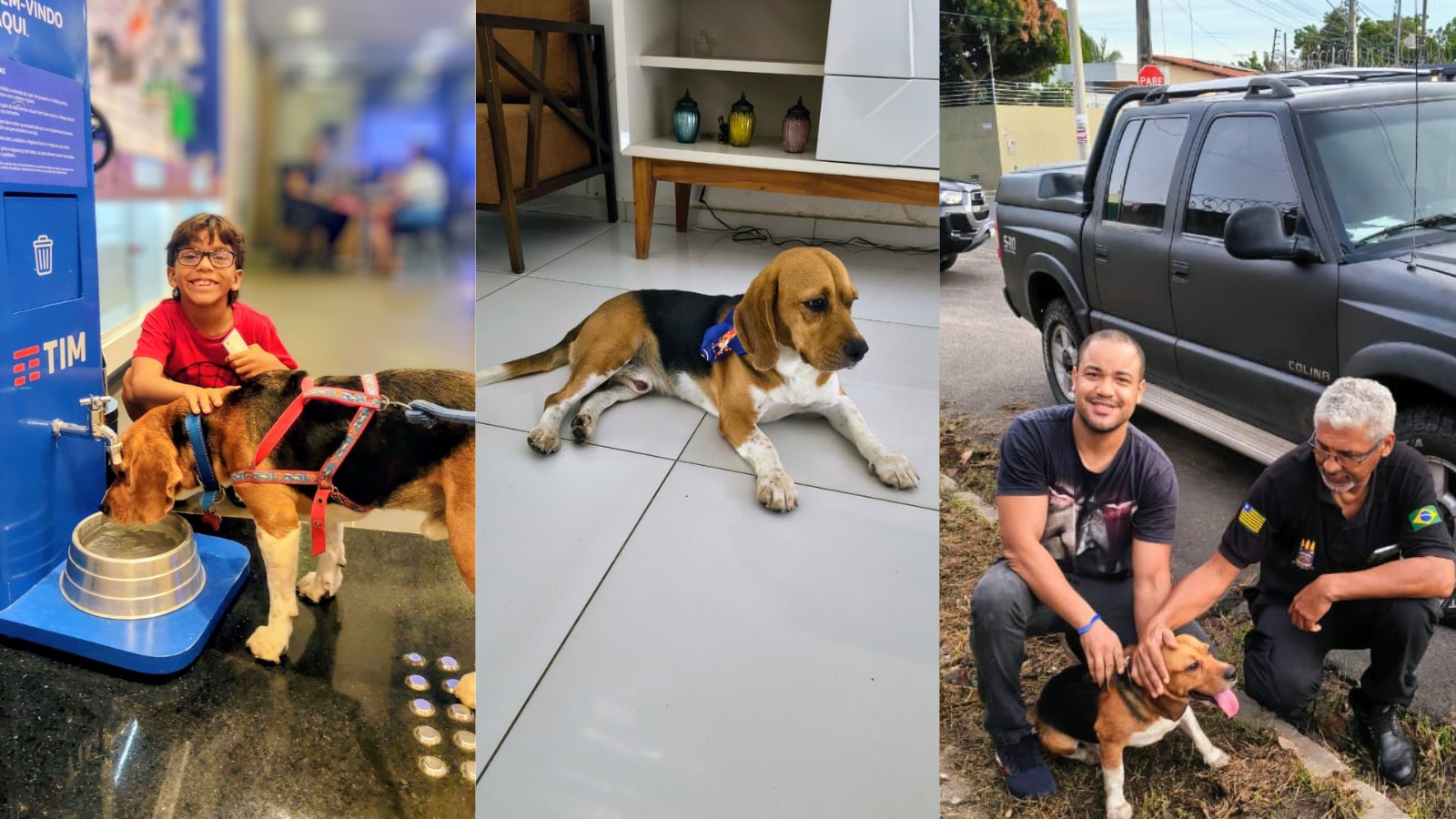 Cachorro reconhece voz de tutor e é encontrado após 11 dias desaparecido no PI: 'parou, olhou e veio correndo'