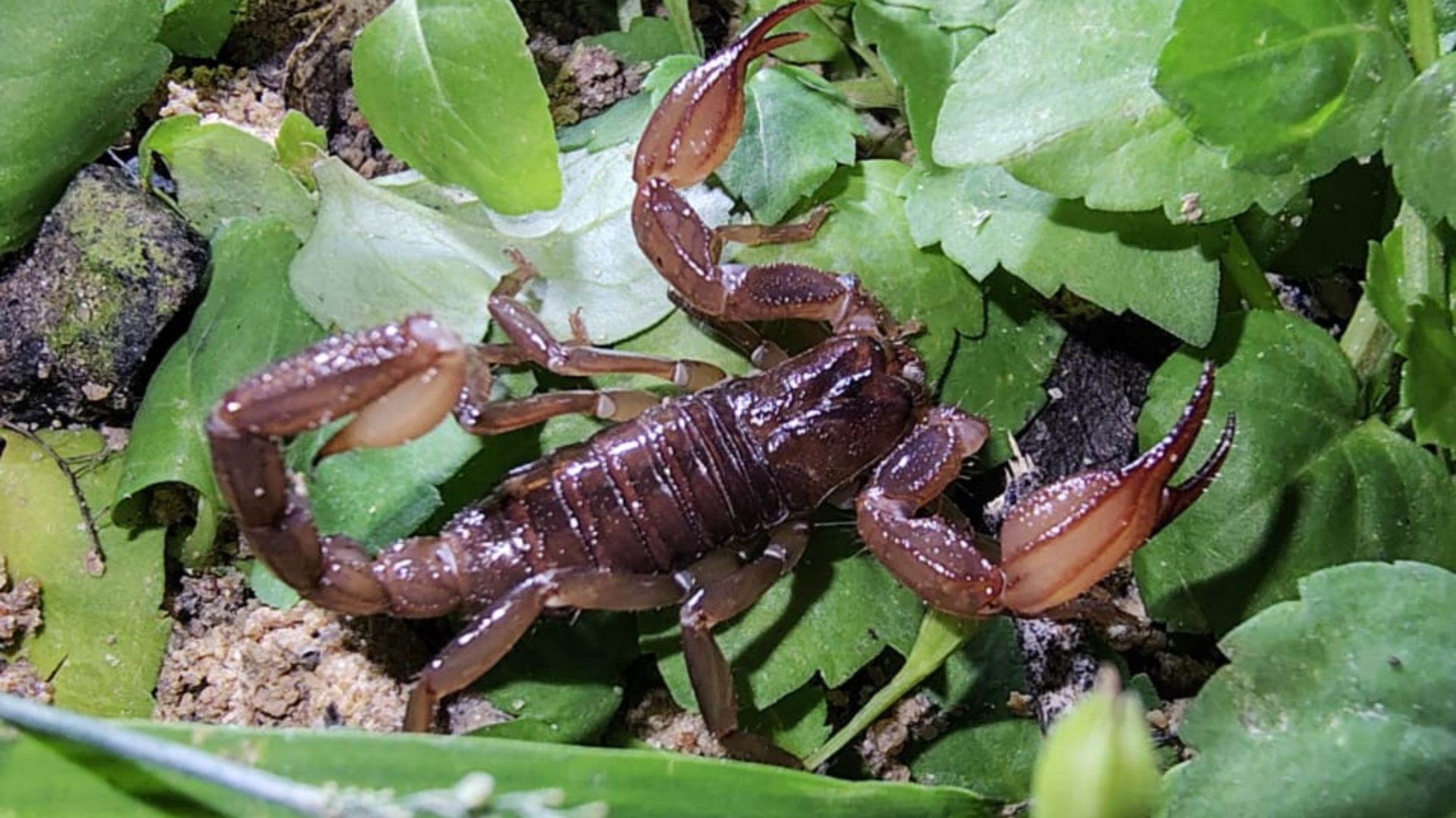Amazônia: cientistas encontram duas novas espécies de escorpiões em área remota