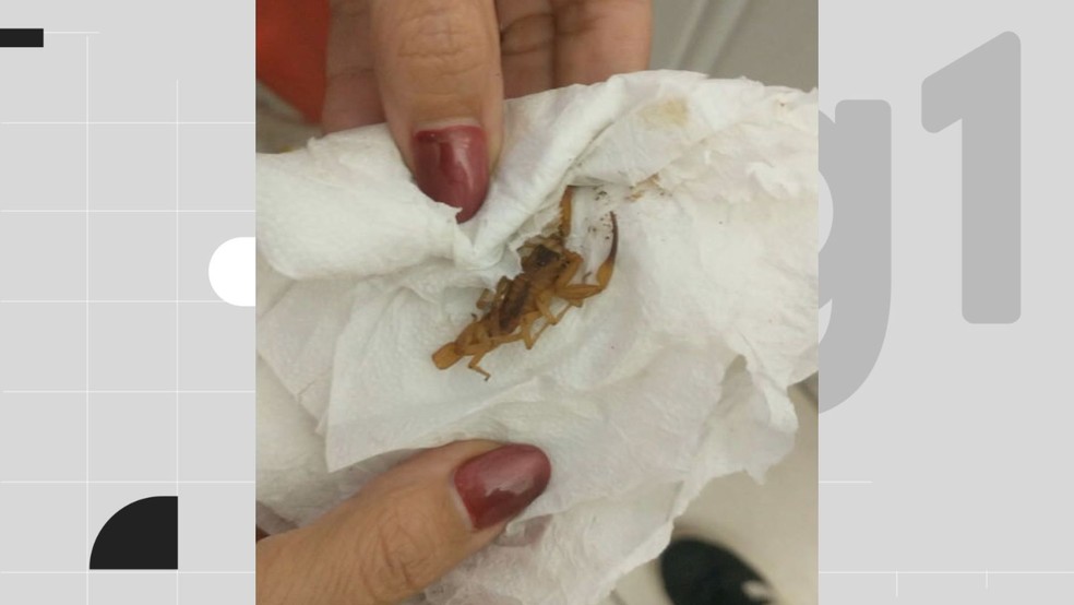 Escorpião-amarelo que picou o menino André Luiz de três anos — Foto: Reprodução/WhatsApp