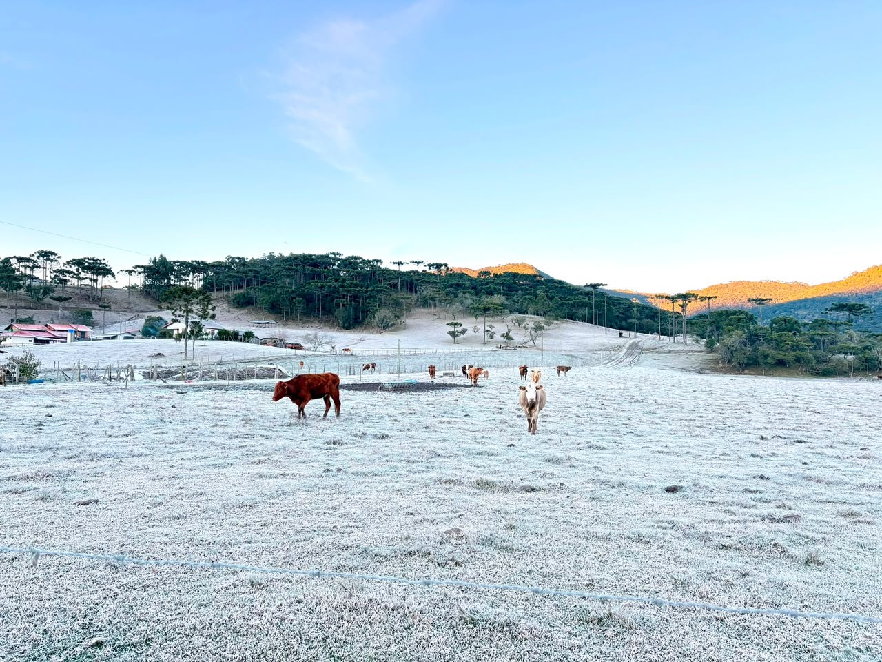 Serra de SC amanhece com formação de geada intensa e mínima abaixo de -6 °C