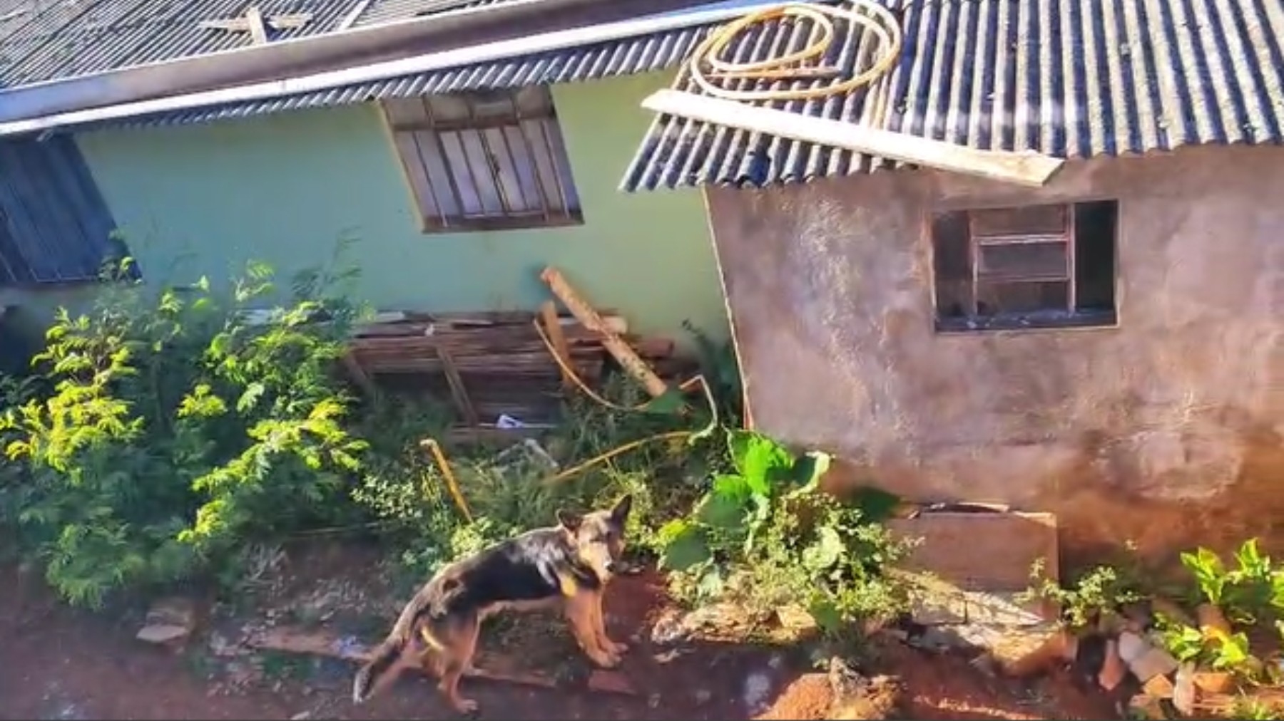 Dois cães são resgatados e um é encontrado morto após serem abandonados sem comida e água no PR